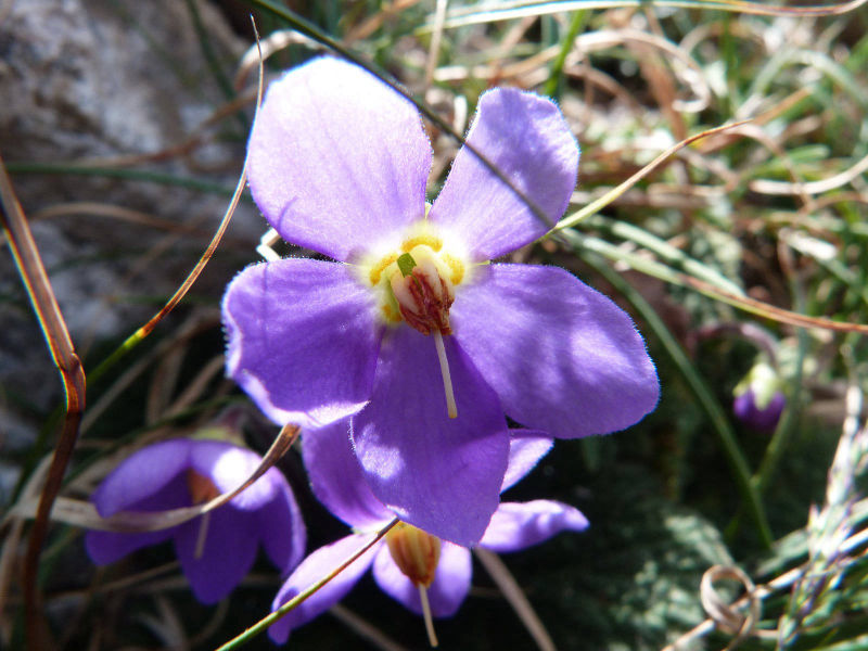 Flora en el Valle de Benasque