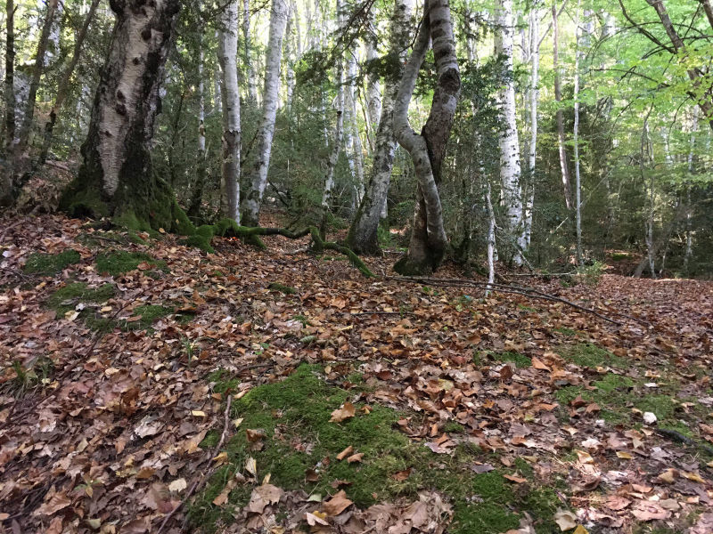 Bosque del Betato